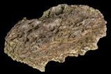 Fossil Hadrosaur Jaw Fragment - Montana #106867-1